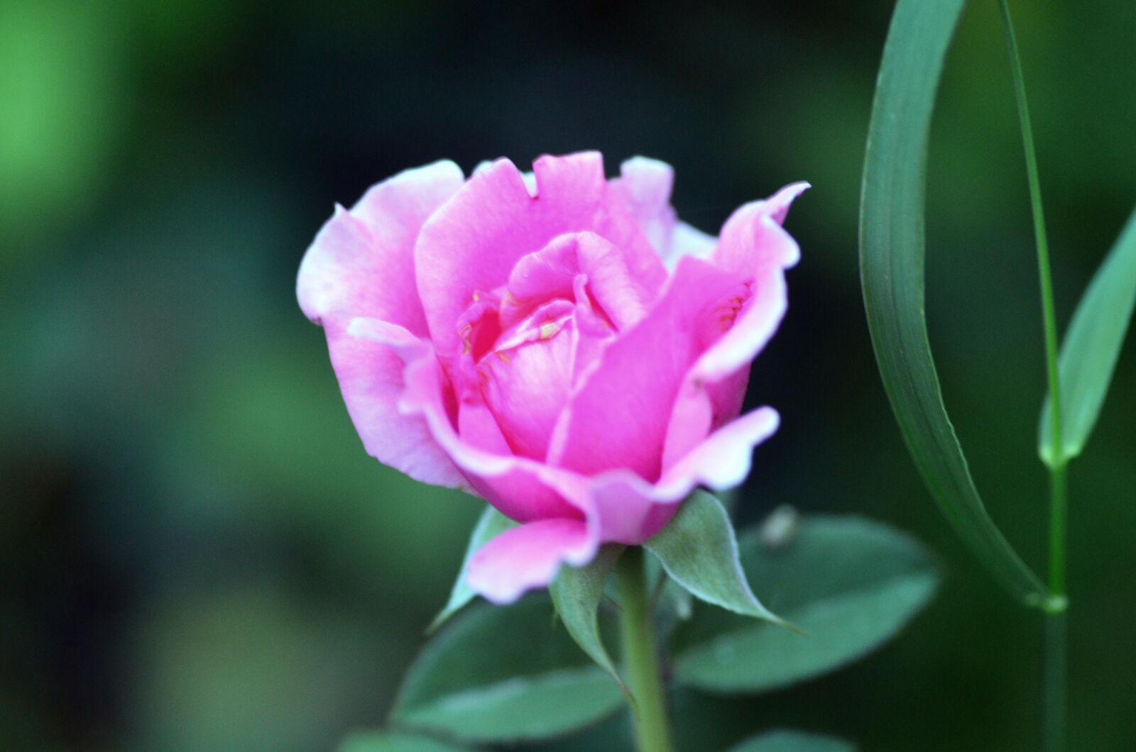 Nikon D7000 sample photo