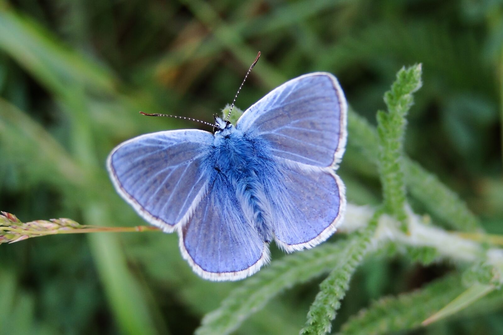 Sony Cyber-shot DSC-HX1 sample photo. Butterfly day, nature, insect photography