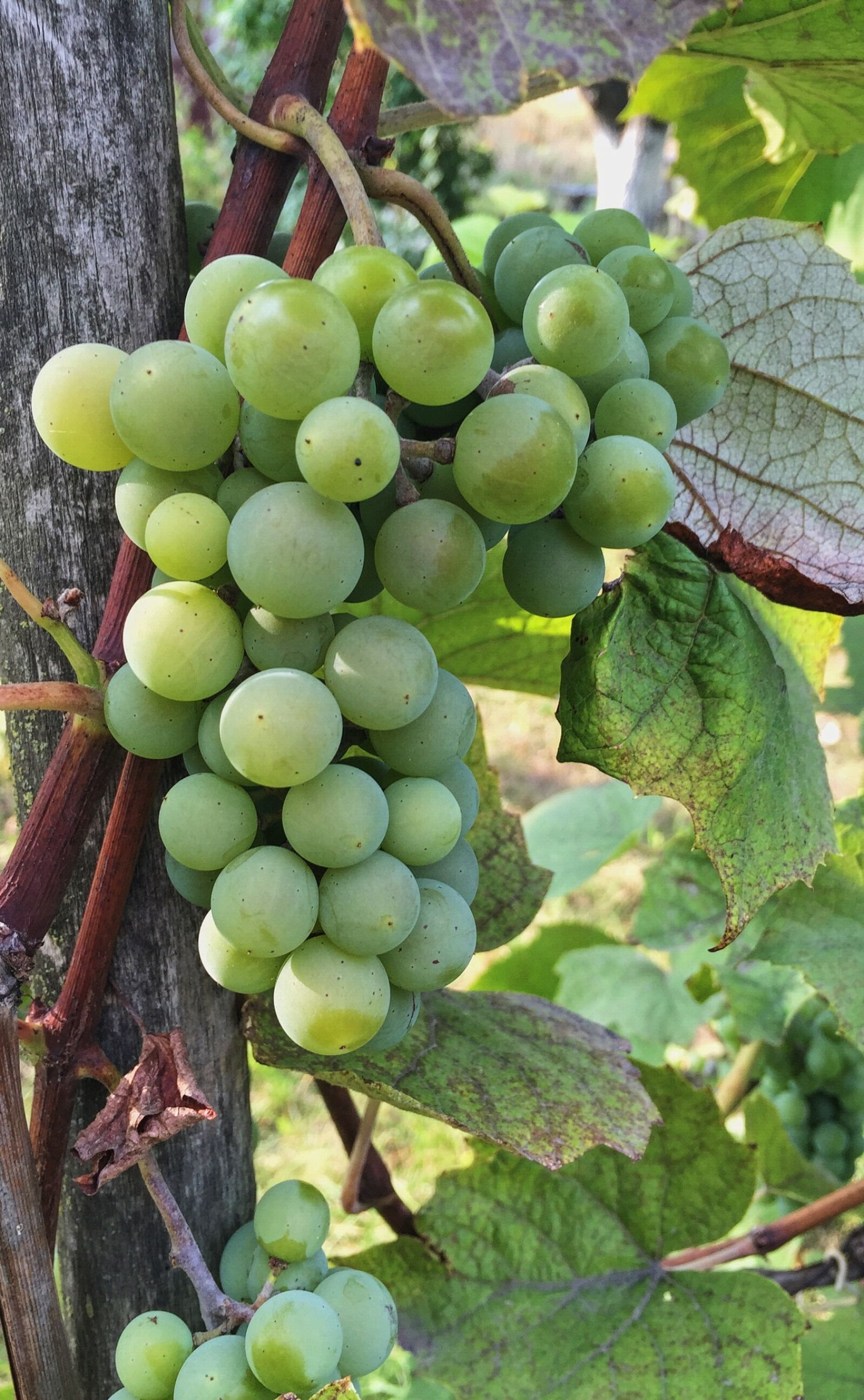 Apple iPhone 6 sample photo. Autumn, grapes, bunch of photography