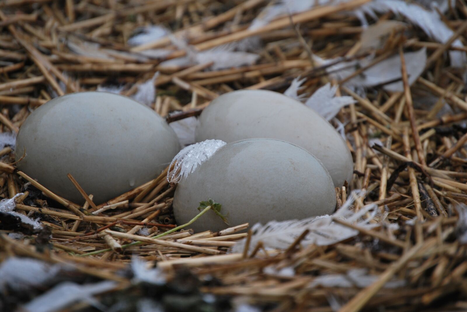 Nikon D60 sample photo. Nest, zwanennest, hatch photography