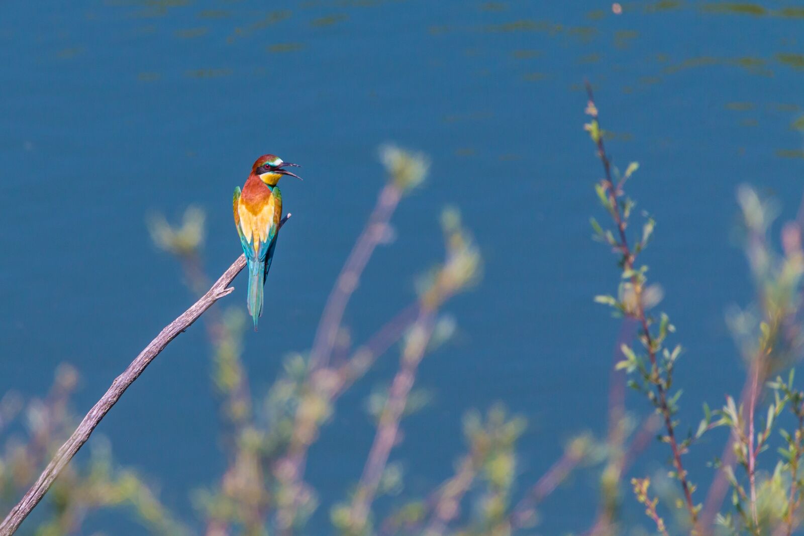 150-600mm F5-6.3 DG OS HSM | Contemporary 015 sample photo. European bee eater, bird photography