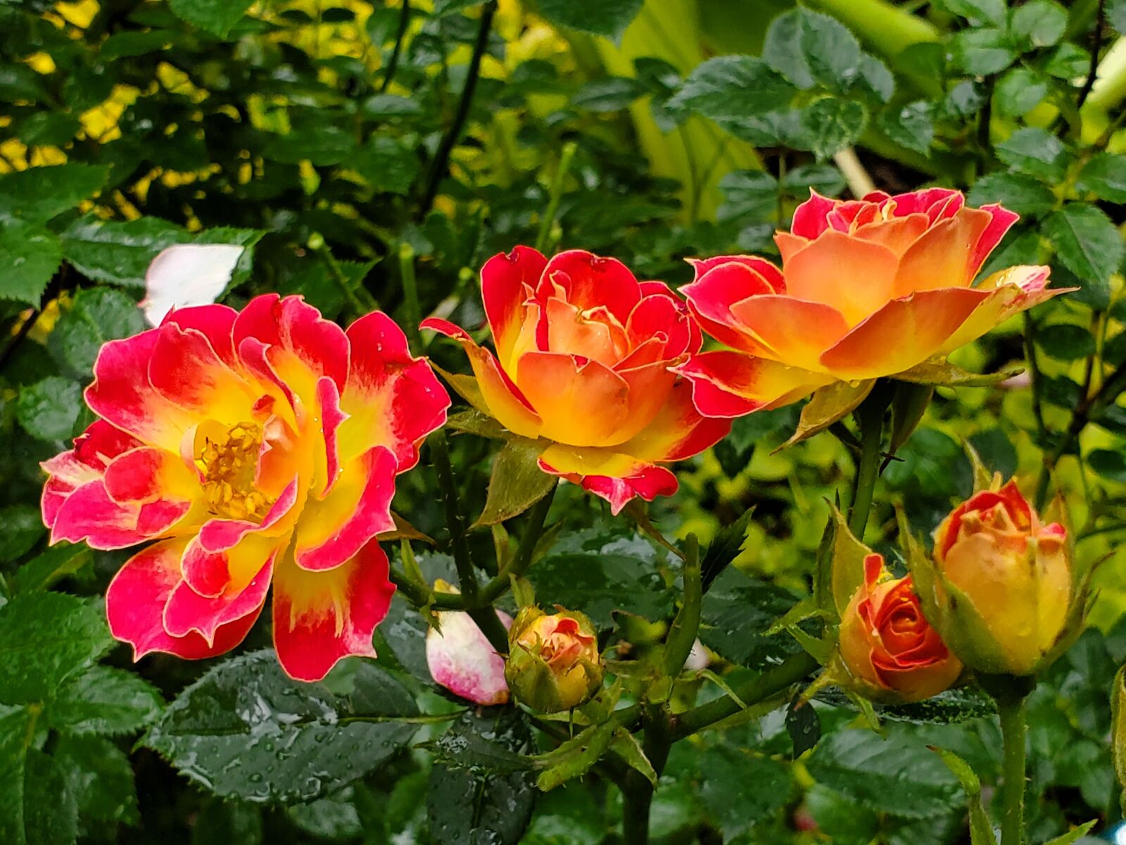 Samsung Galaxy S10 sample photo. Miniature roses, yellow, orange photography
