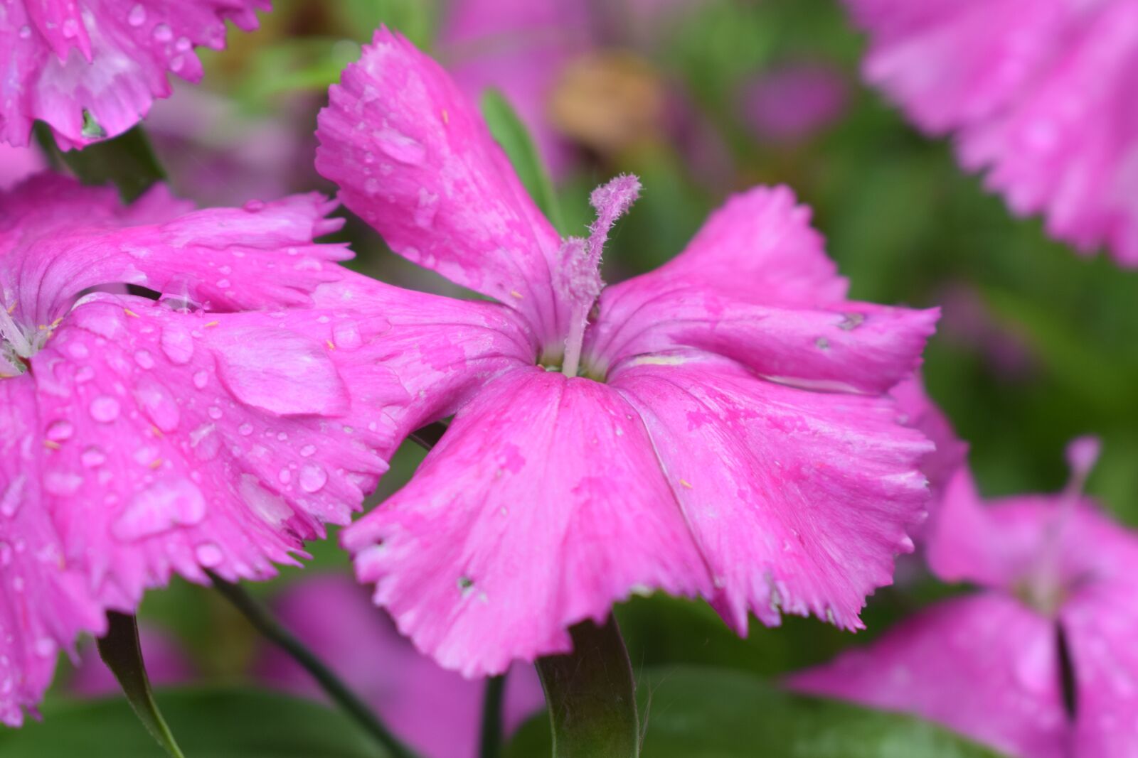 Nikon D3300 sample photo. Purple, flower, macro photography