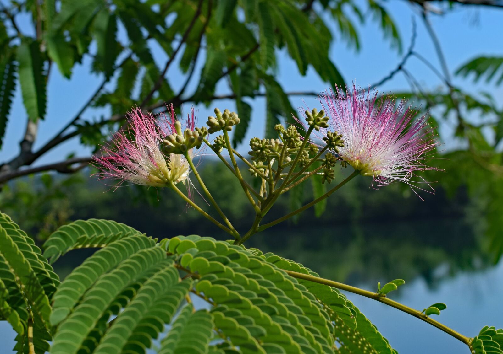 Nikon D3300 sample photo. Red mimosa, flower, blossom photography