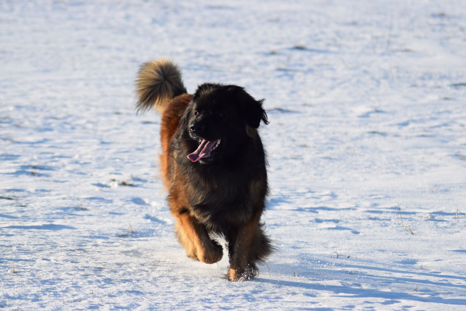 Nikon D3300 sample photo. Dog, snow, winter photography