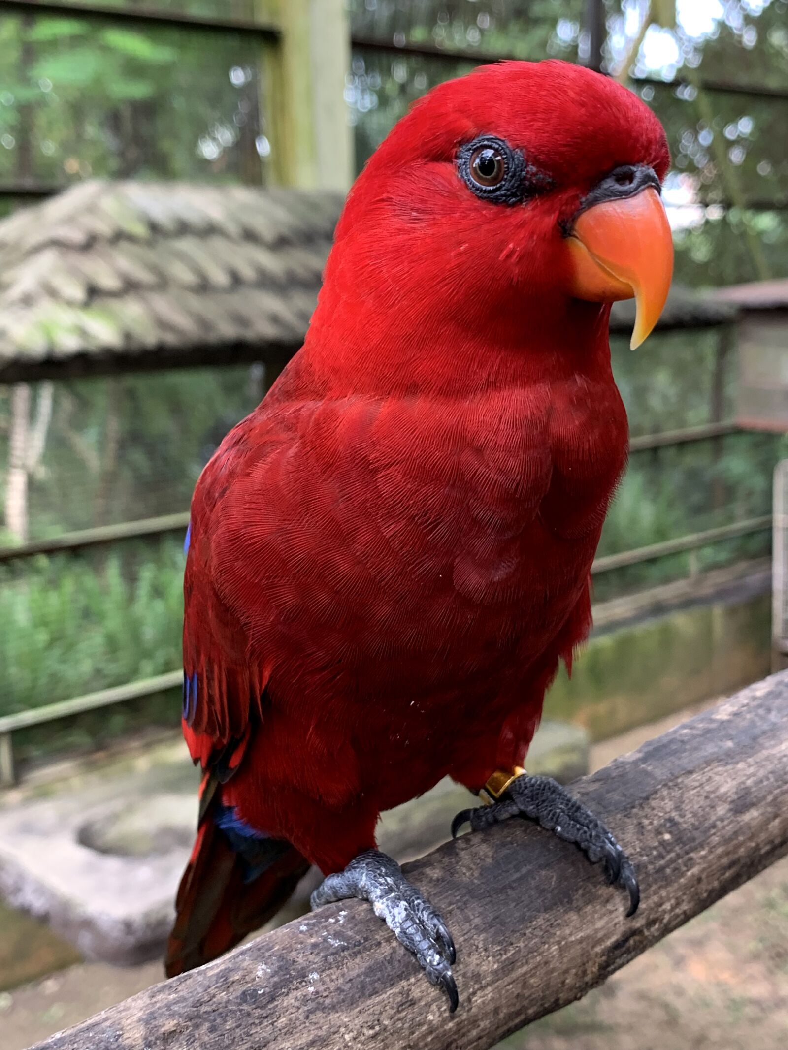 Apple iPhone XS sample photo. Red lory, lory, bird photography