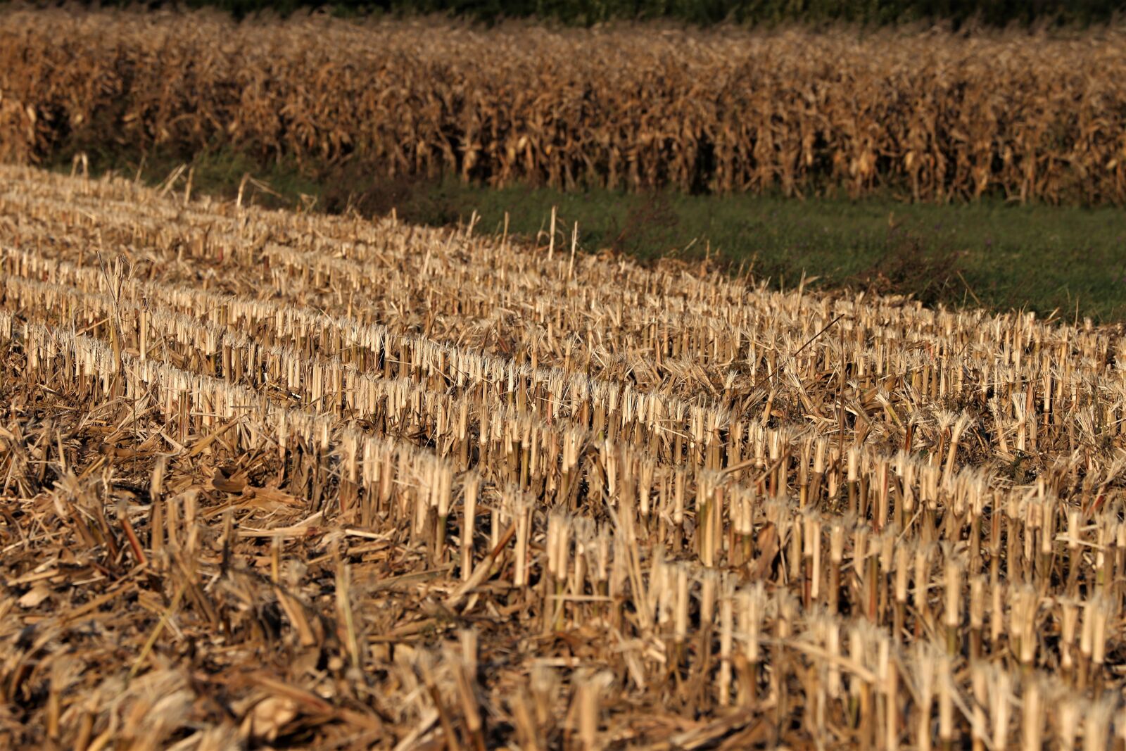 Canon EOS 6D sample photo. Harvested corn, food, field photography