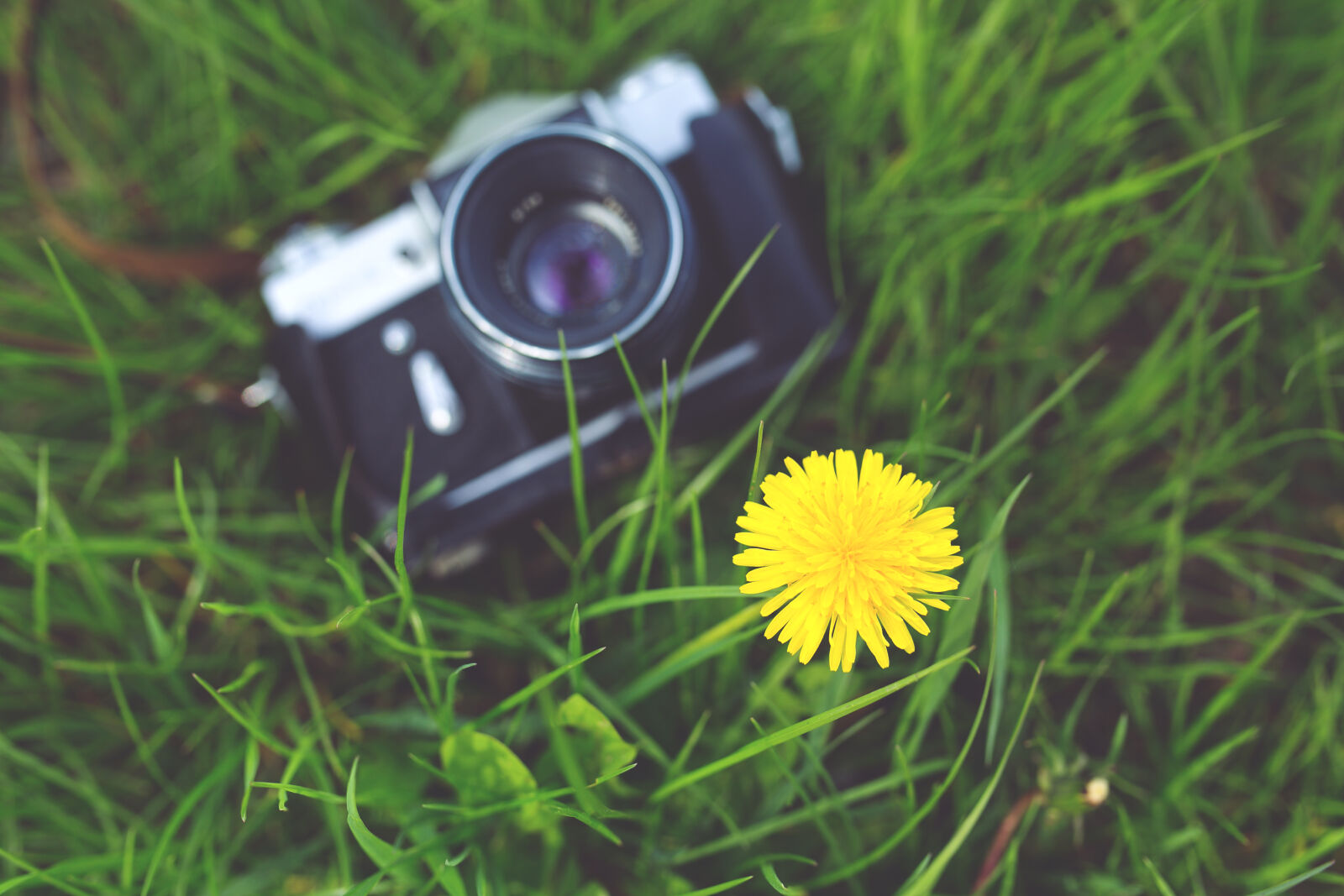 Canon EOS 6D + Sigma 35mm F1.4 DG HSM Art sample photo. Little, yellow, flower, and photography