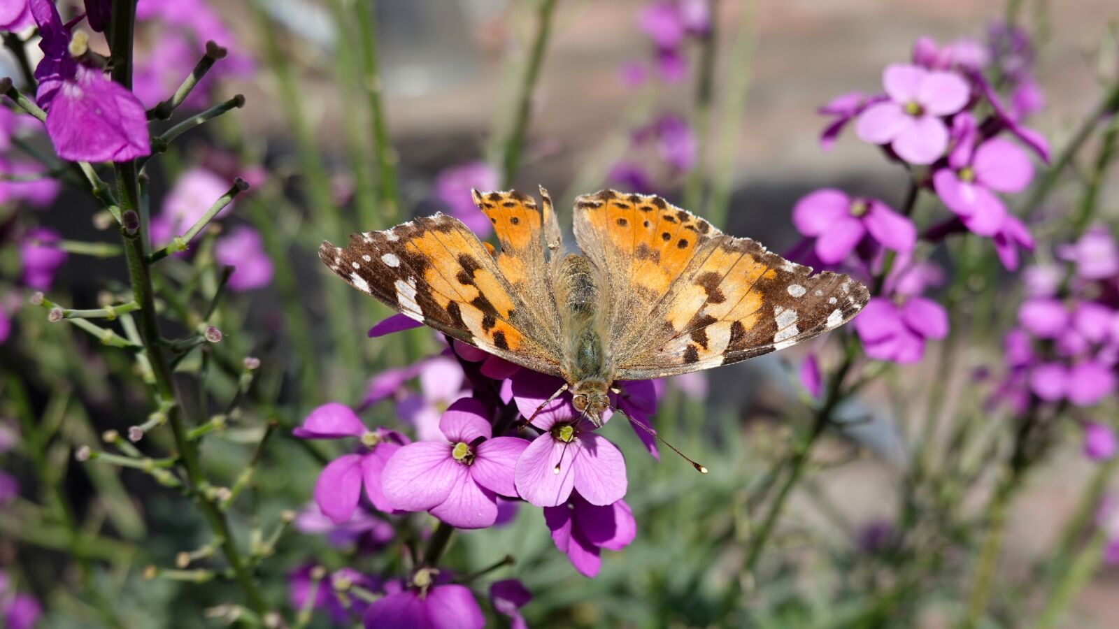 Sony Cyber-shot DSC-RX100 VI sample photo. Butterfly, bug, nature photography