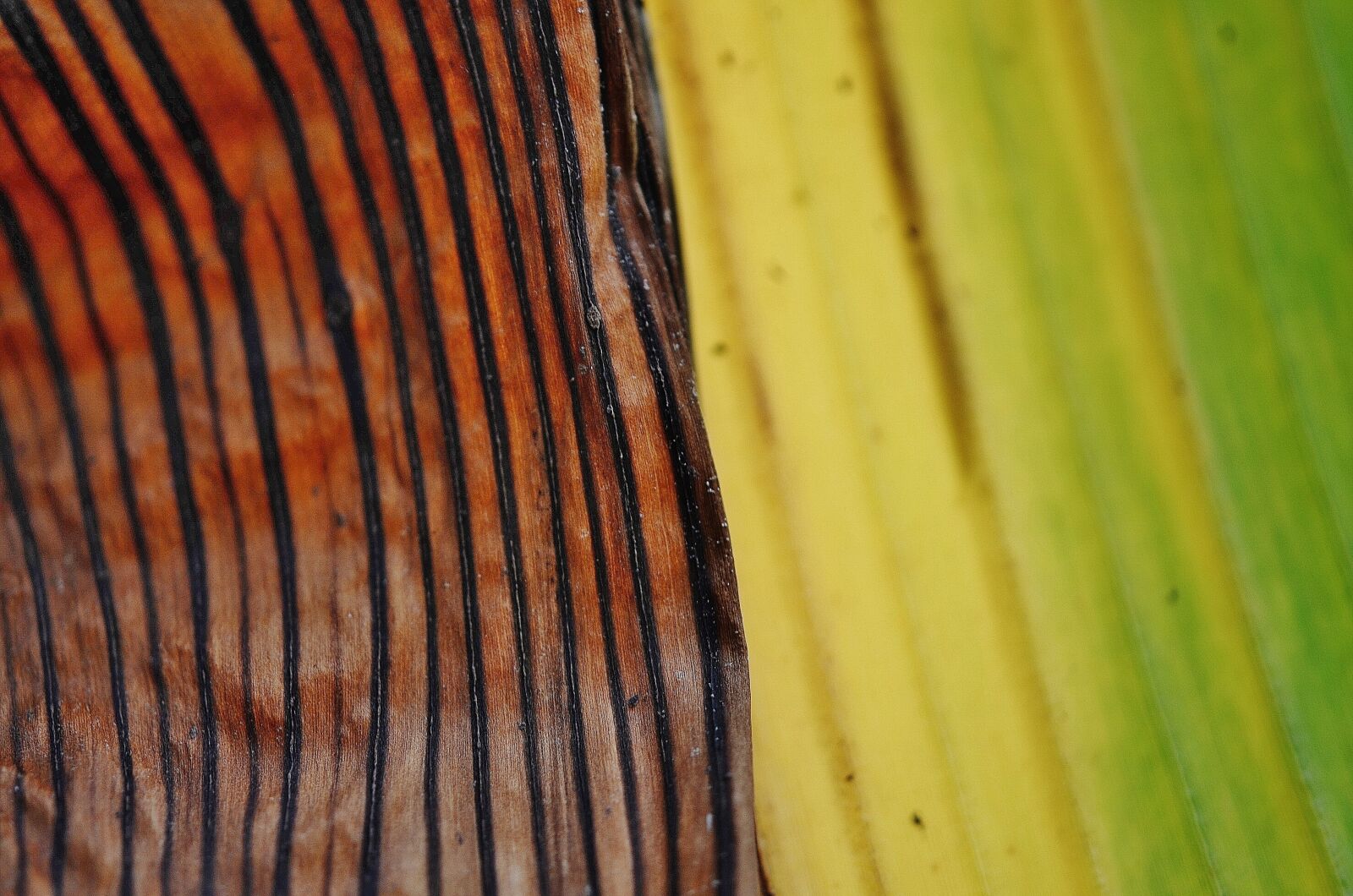 Nikon D7000 sample photo. Leaf, leaves, colorful photography