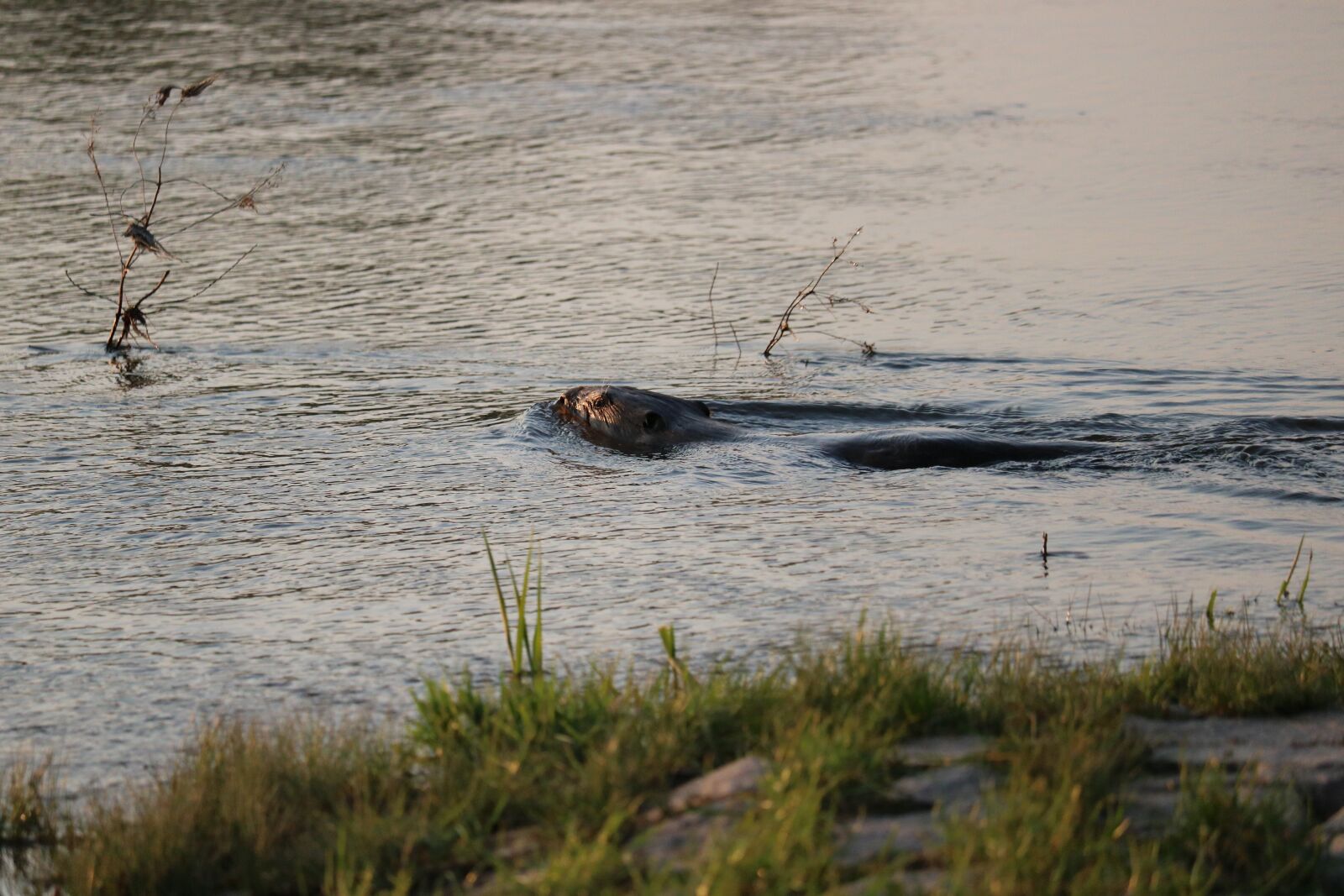 Canon EOS 750D (EOS Rebel T6i / EOS Kiss X8i) sample photo. Beaver, river, water photography