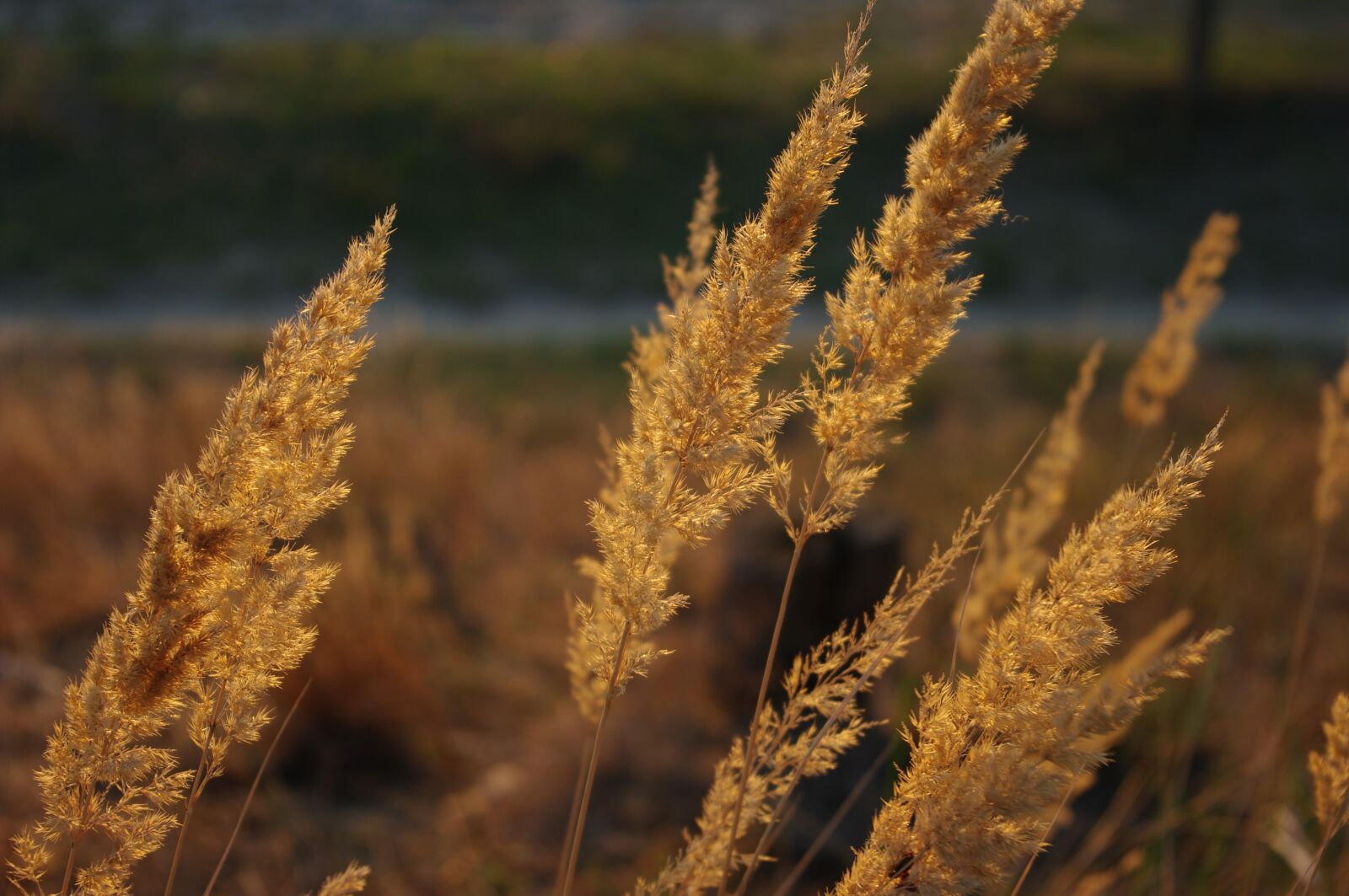 Pentax K20D sample photo. Arndt, aorick, the d photography