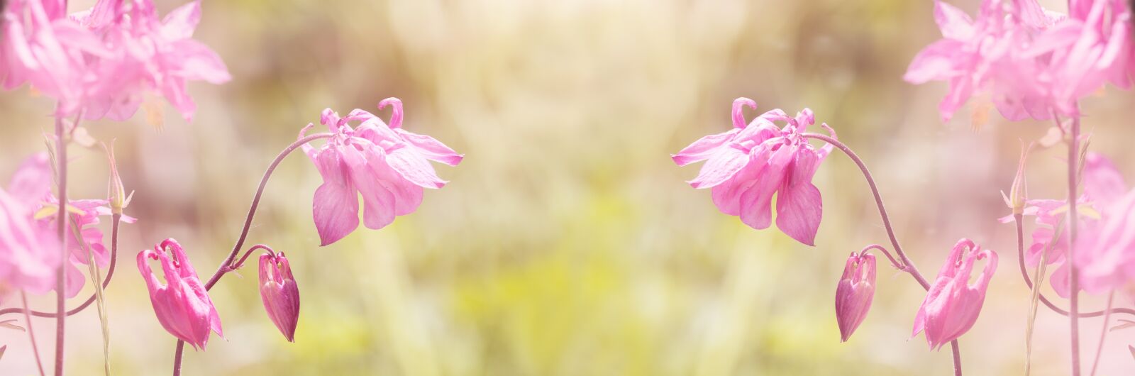 Nikon D7100 sample photo. Columbine, pink, pink columbine photography