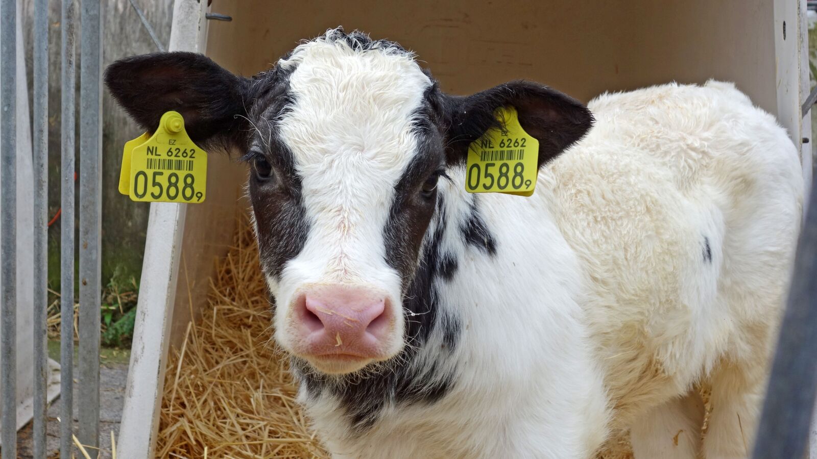 Sony Cyber-shot DSC-RX100 sample photo. Cow, calf, animal photography