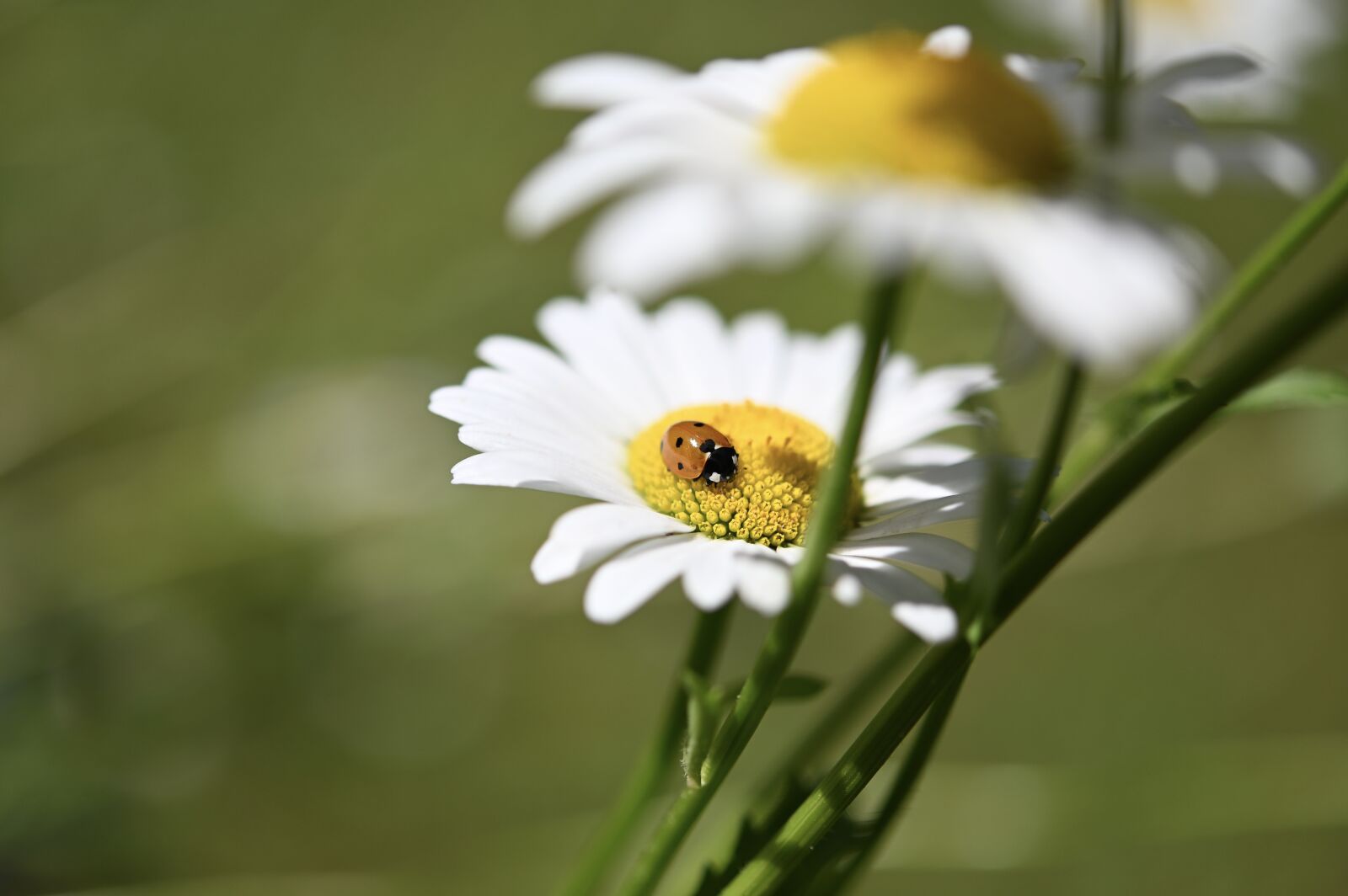 Nikon Z6 sample photo. Ladybug, beetle, insect photography