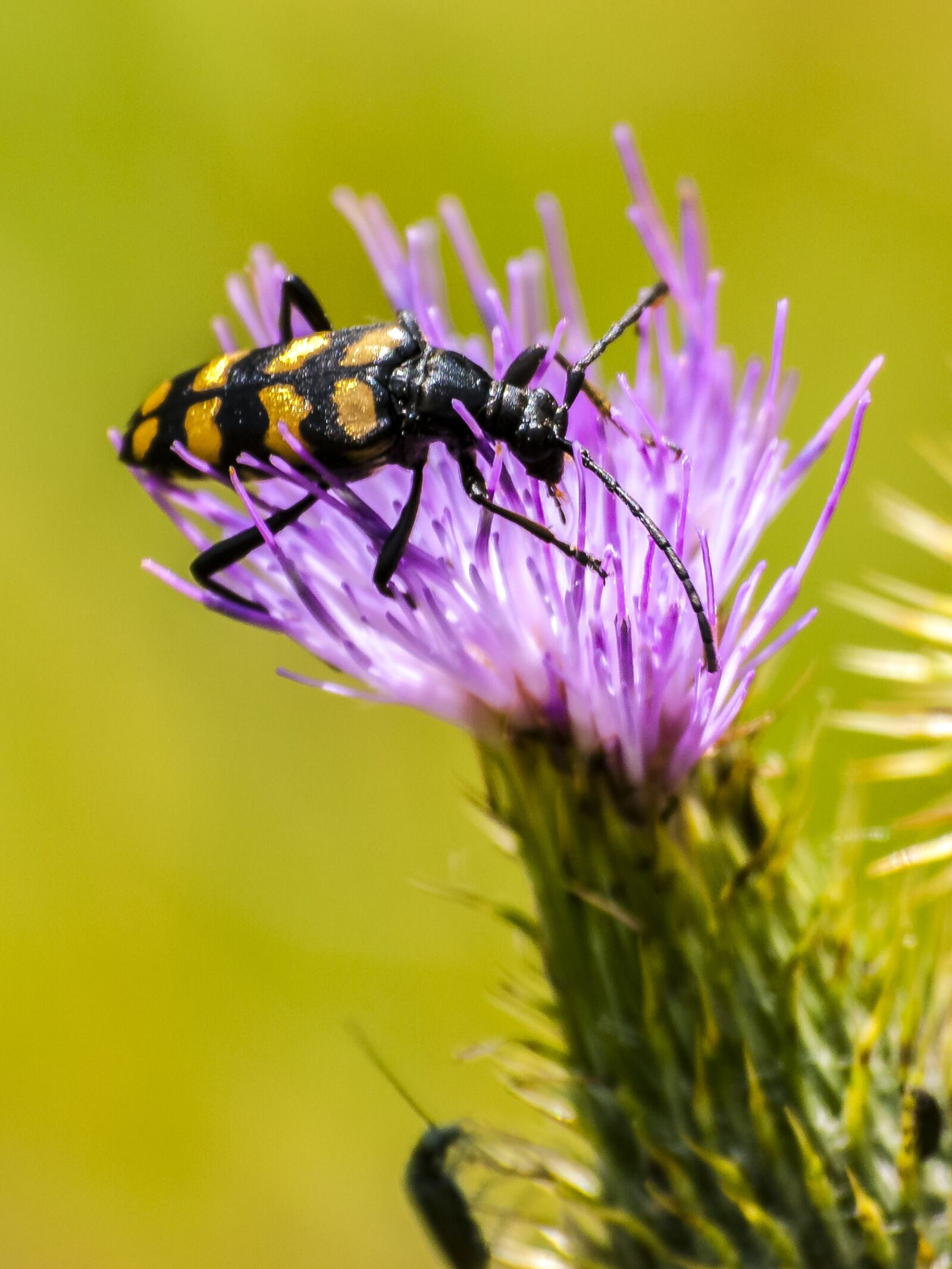 Olympus E-3 sample photo. Beetle, insect, nature photography