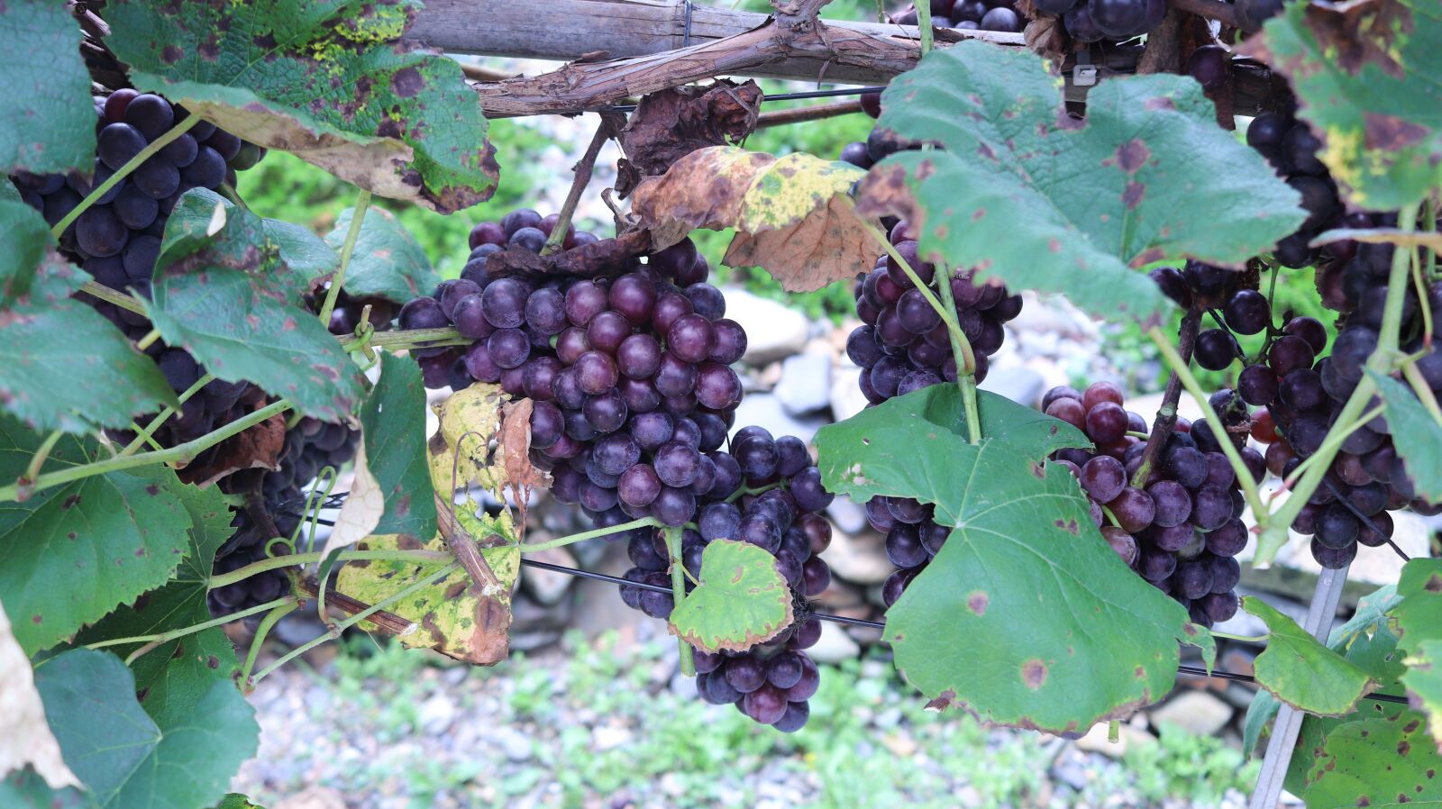 Canon EF-S 24mm F2.8 STM sample photo. Grapes, grape vines, republic photography