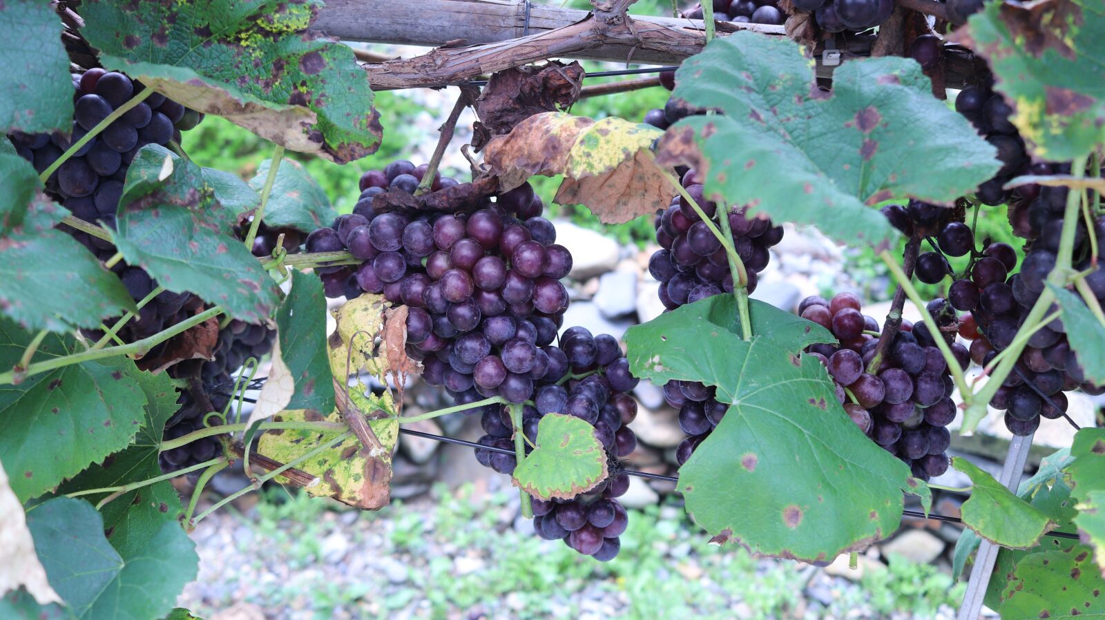 Canon EOS 200D (EOS Rebel SL2 / EOS Kiss X9) + Canon EF-S 24mm F2.8 STM sample photo. Grapes, grape vines, republic photography