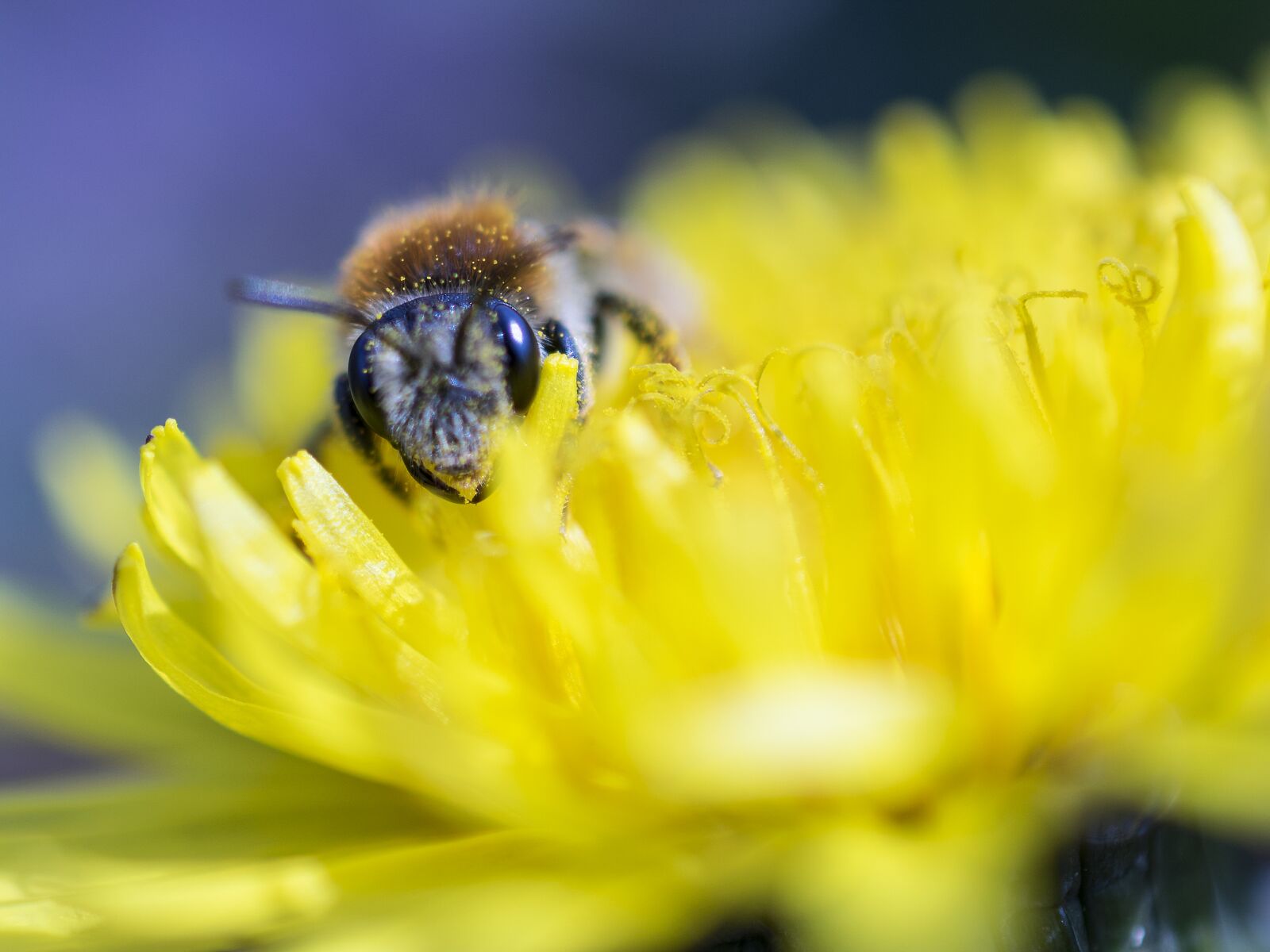 Nikon D3300 sample photo. Bee, macro, close-up photography photography