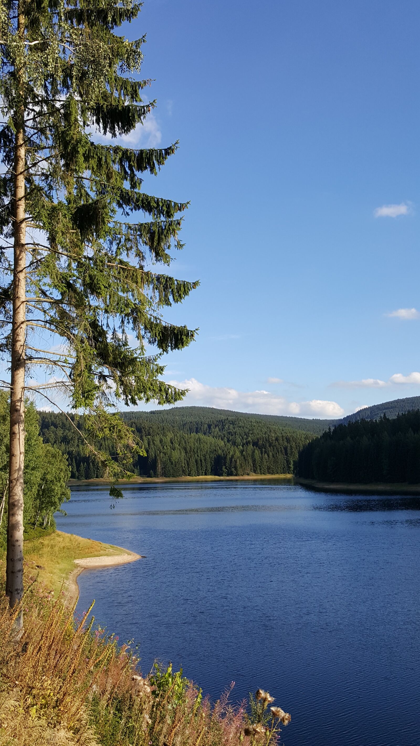 Samsung Galaxy S6 sample photo. Lake, fir tree, water photography