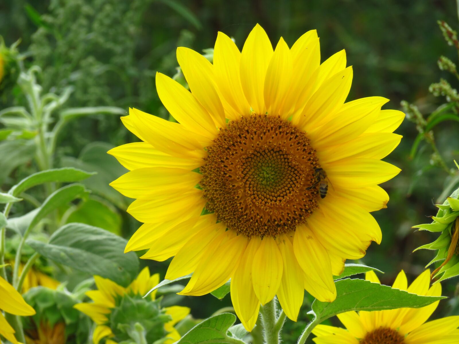 Canon PowerShot SX710 HS sample photo. Sunflower, yellow, summer photography