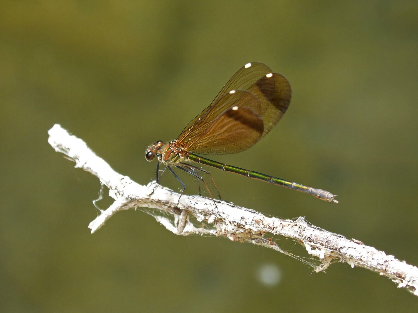 Panasonic DMC-FZ62 sample photo. Dragonfly, black dragonfly, translucent photography