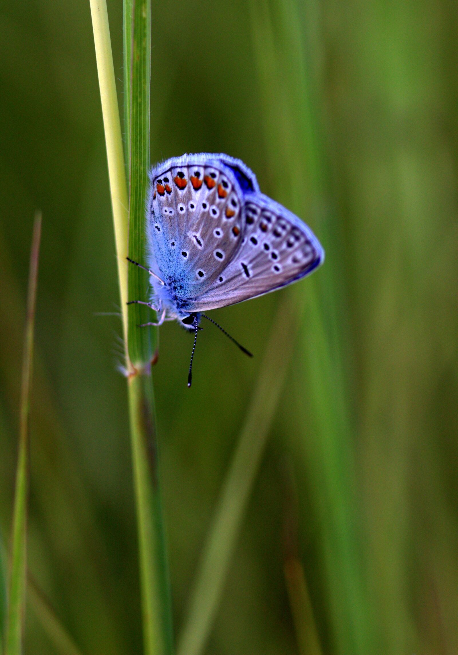 Canon EF-S 60mm F2.8 Macro USM sample photo. Butterfly, blue, wings photography