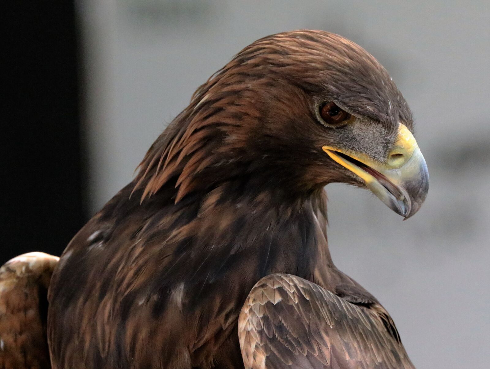 Canon EF 70-300mm F4-5.6L IS USM sample photo. Golden eagle, eagle, golden photography