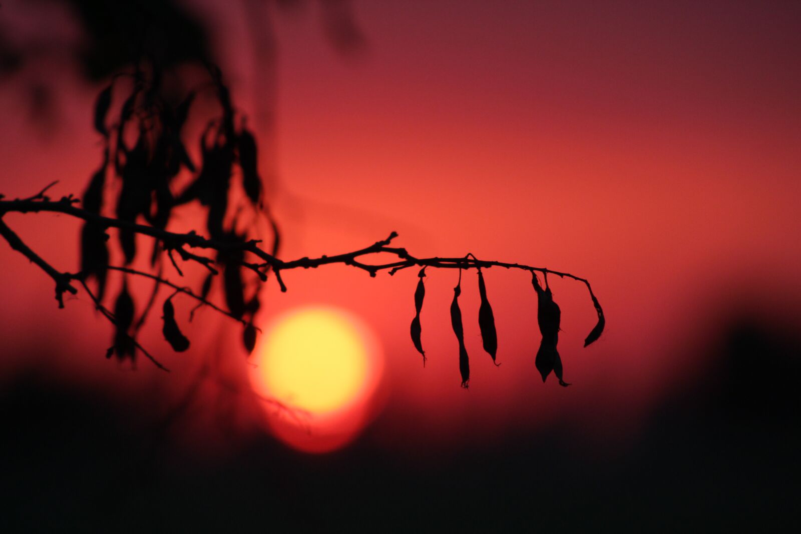 Canon EOS 1300D (EOS Rebel T6 / EOS Kiss X80) + EF75-300mm f/4-5.6 sample photo. Sunset, sillhouette, dark photography