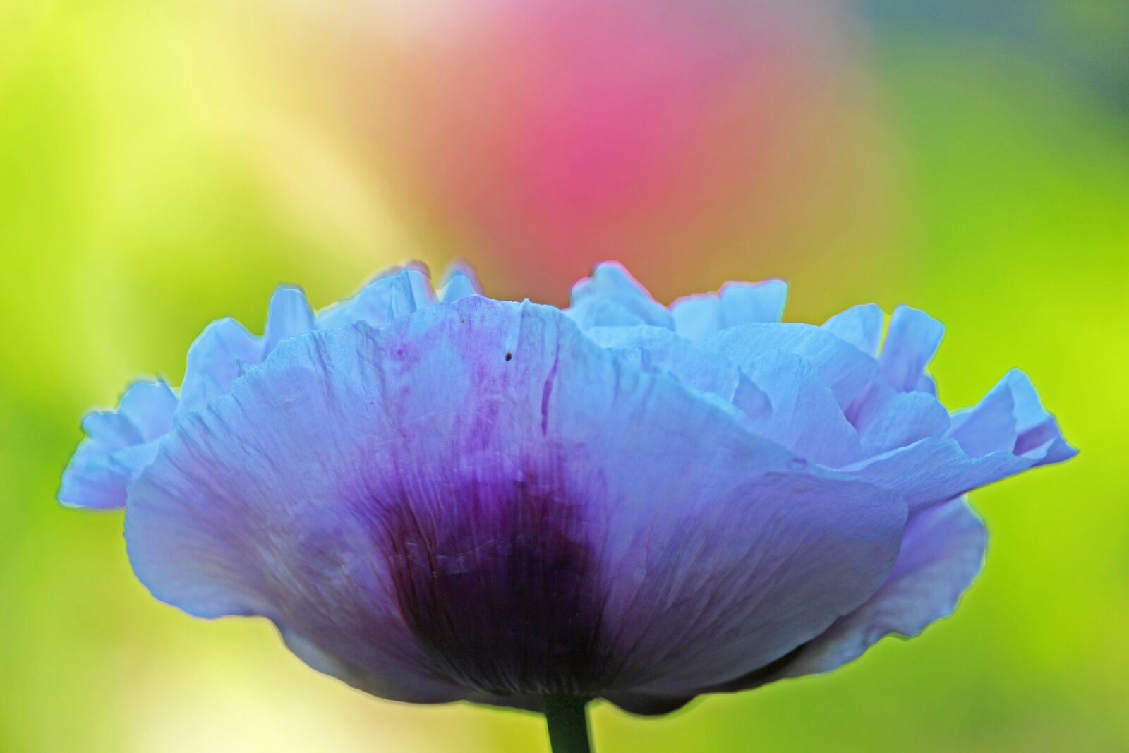 Canon EOS 700D (EOS Rebel T5i / EOS Kiss X7i) + Canon EF-S 55-250mm F4-5.6 IS STM sample photo. Poppy, flower, blossom photography