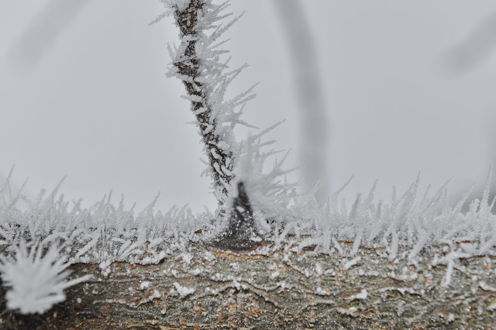 Nikon D5500 sample photo. Close-up, detail, freeze, frost photography