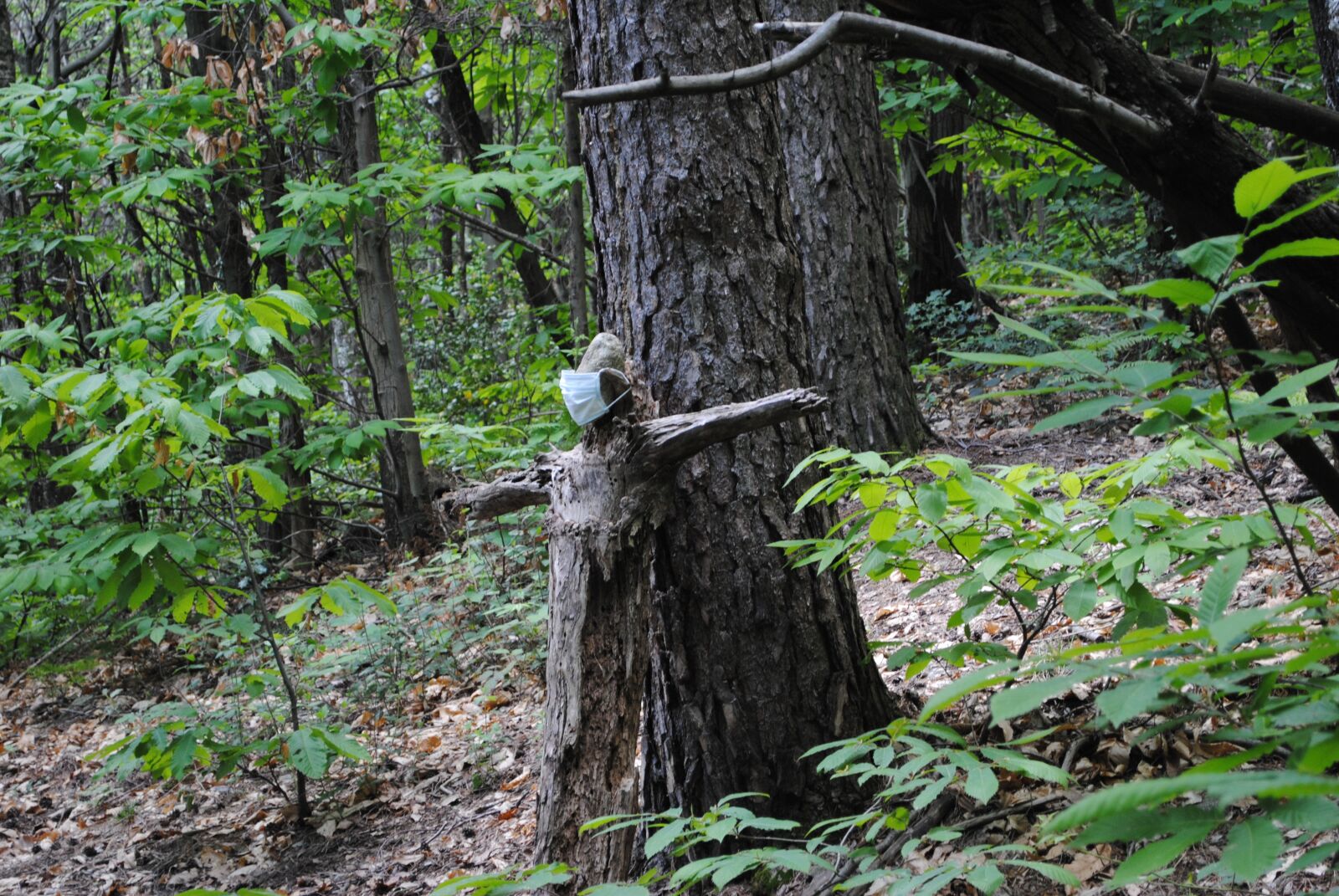 Nikon D3000 sample photo. Sculpture, trunk, wood photography