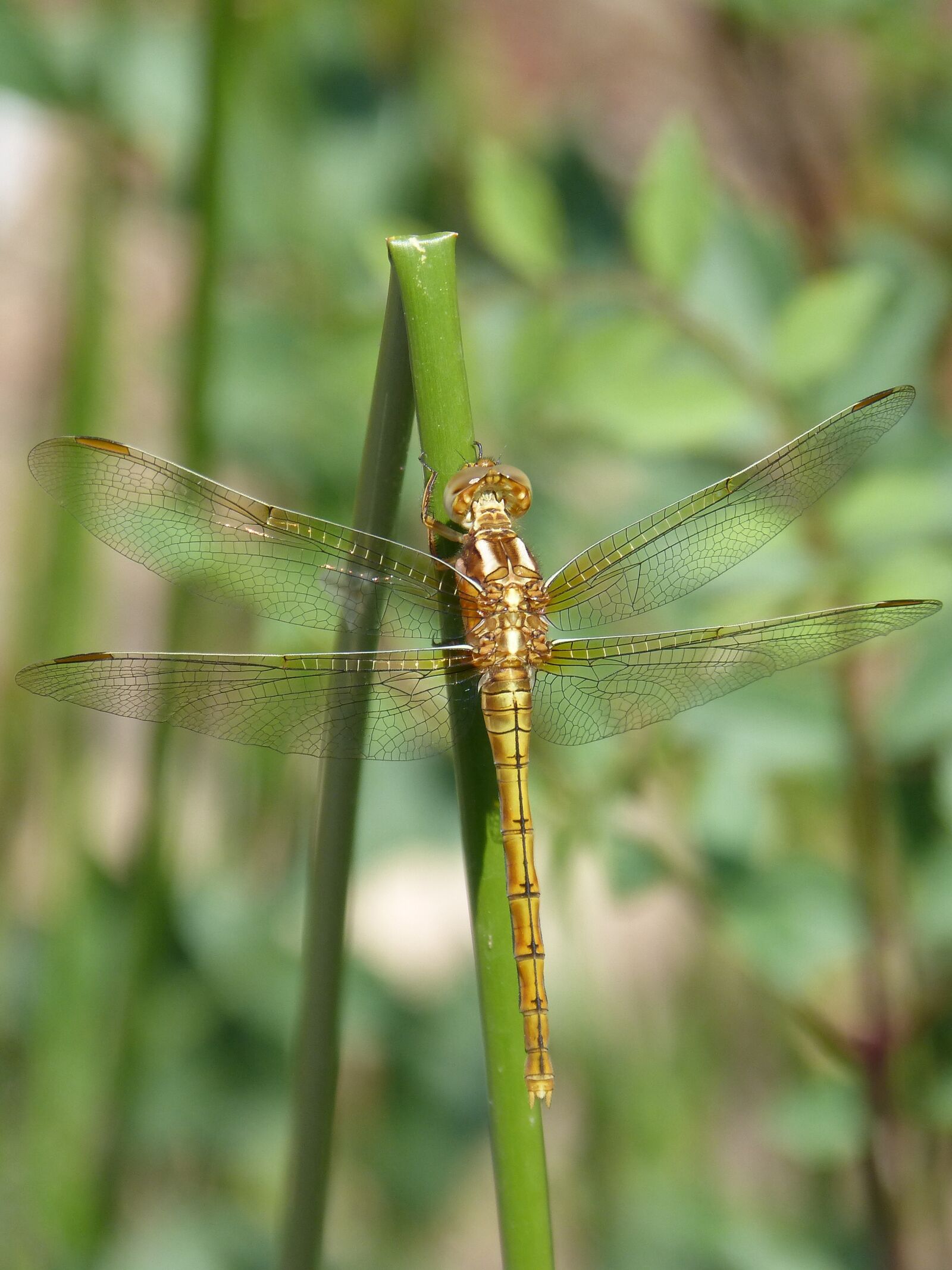 Panasonic DMC-FZ62 sample photo. Dragonfly, golden dragonfly, sympetrum photography