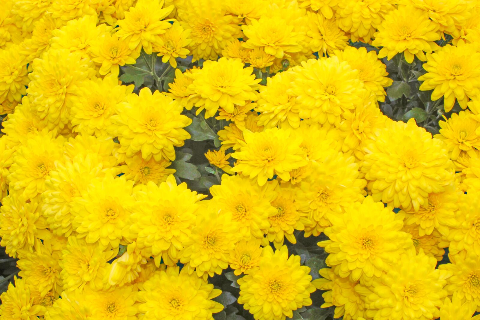 Canon EOS 550D (EOS Rebel T2i / EOS Kiss X4) sample photo. Beauty, woman, flower photography