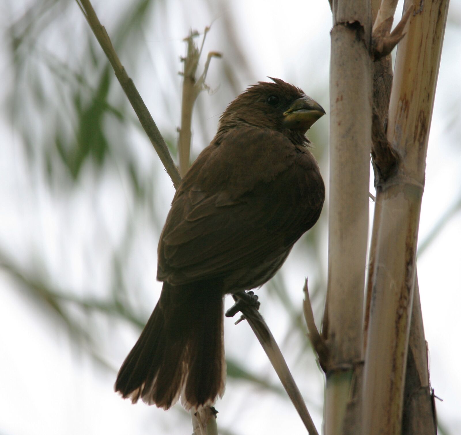 Canon EOS 400D (EOS Digital Rebel XTi / EOS Kiss Digital X) sample photo. Thick-billed weaver, bird, grosbeak photography