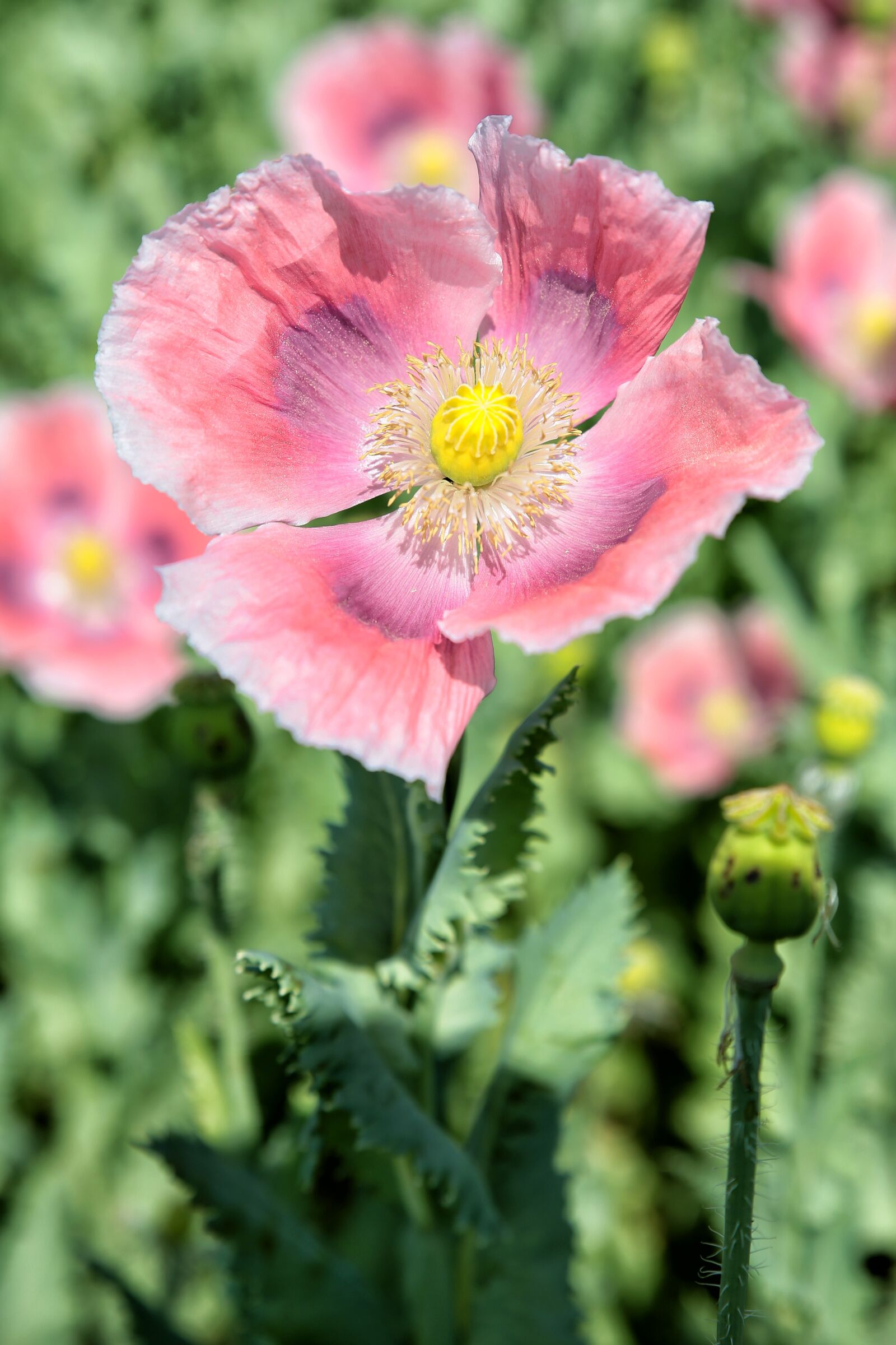 Canon EOS 5D Mark III sample photo. Poppy, field, field poppy photography