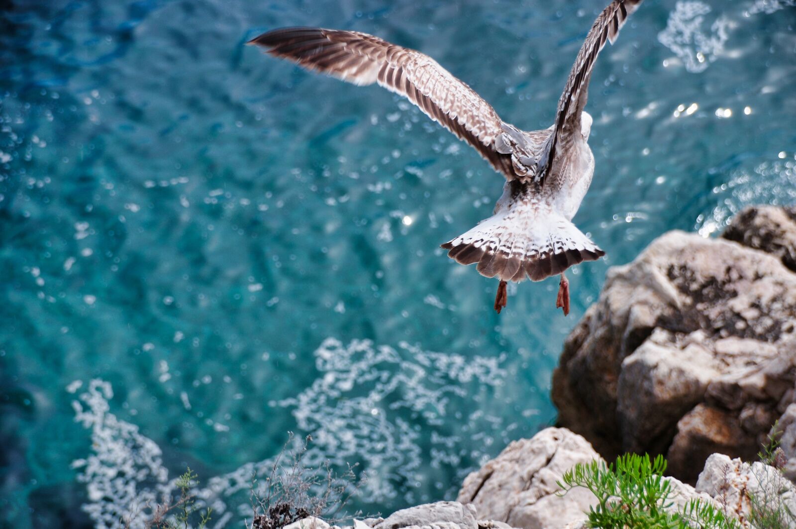 Nikon D300S sample photo. Seagull, flight, fly photography