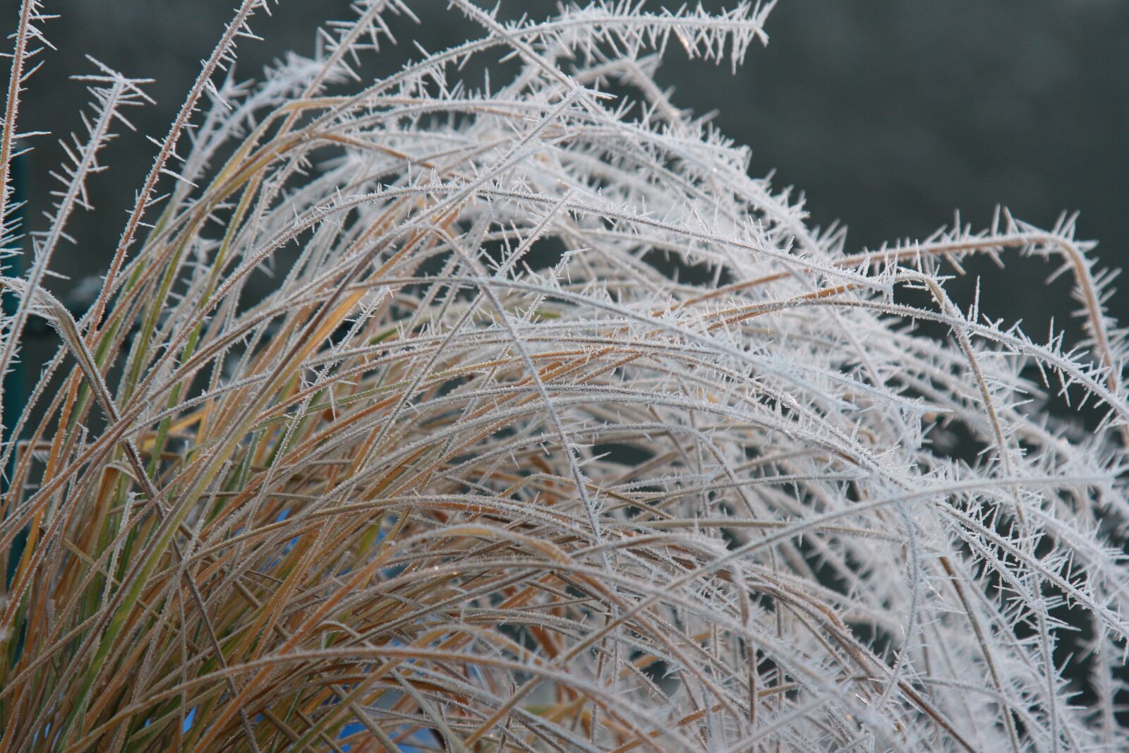 Canon EOS 40D sample photo. Frost, winter, cold photography