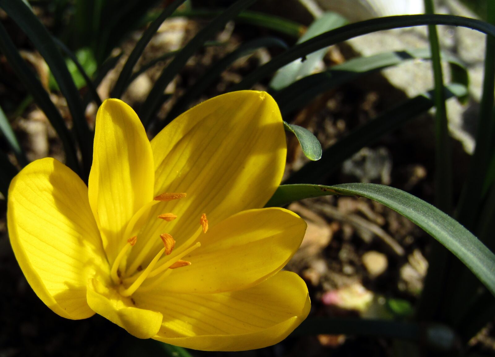Canon PowerShot SX410 IS sample photo. Flower, nature, bloom photography