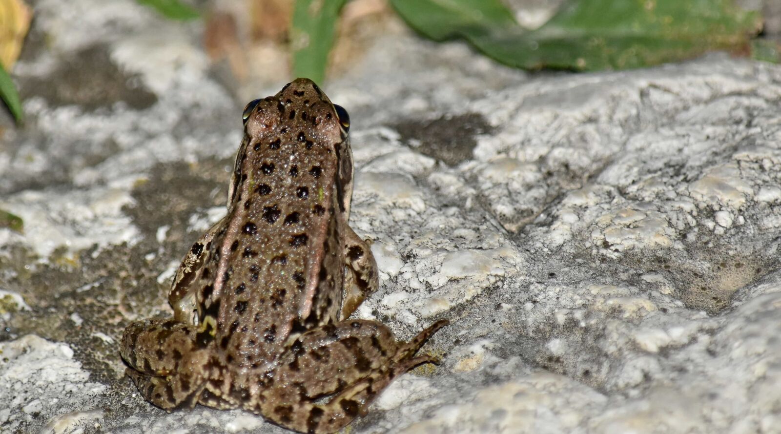 Nikon D5500 sample photo. Camouflage, frog, amphibian, nature photography