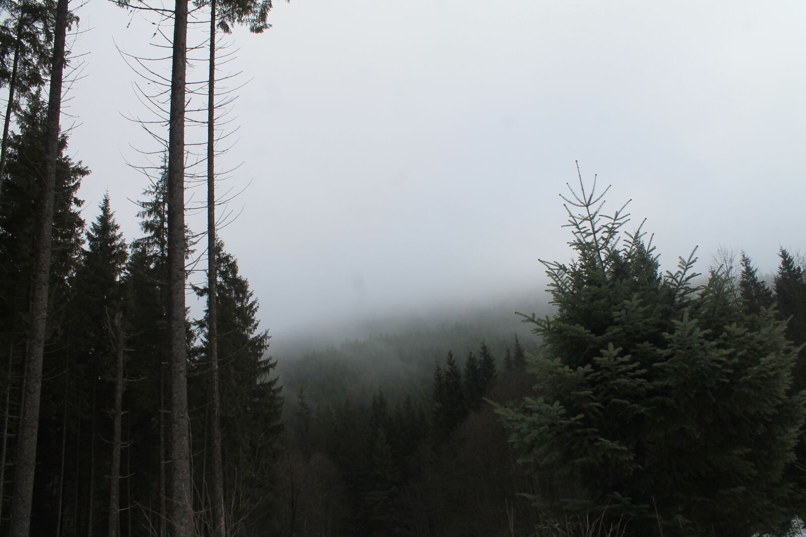 Canon EOS 1100D (EOS Rebel T3 / EOS Kiss X50) sample photo. Mountains, fog, the carpathians photography