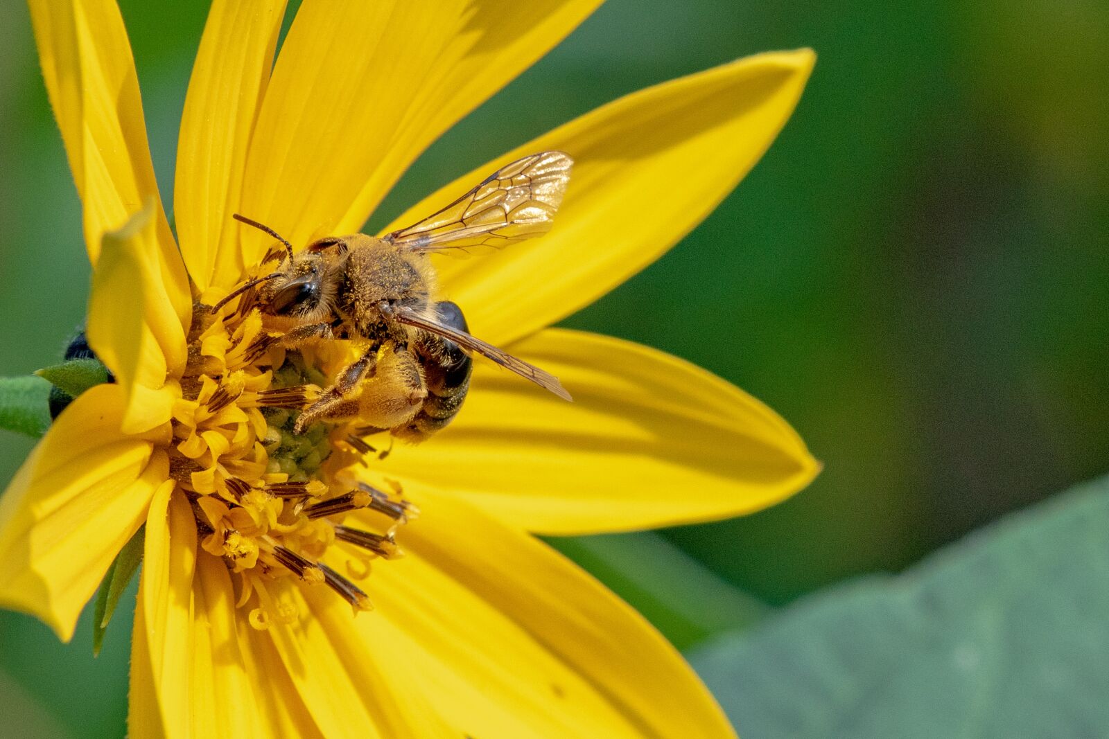 Nikon D5600 sample photo. Bee, pollen, pollinate photography