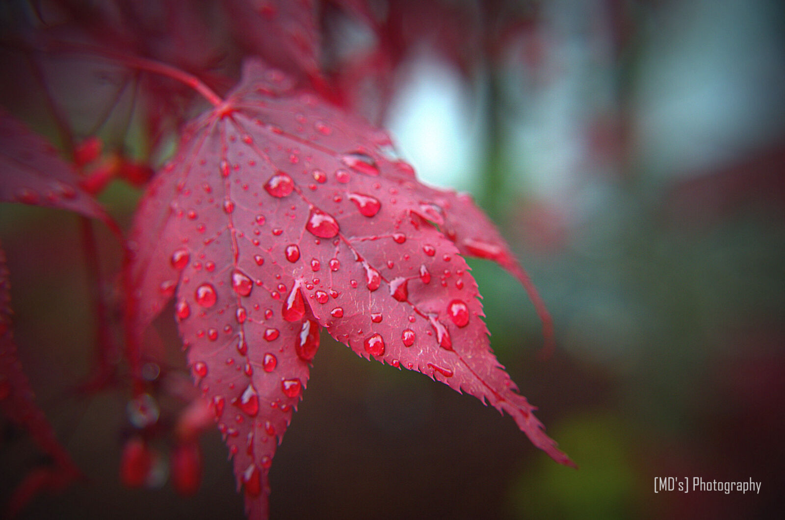 Nikon D5100 sample photo