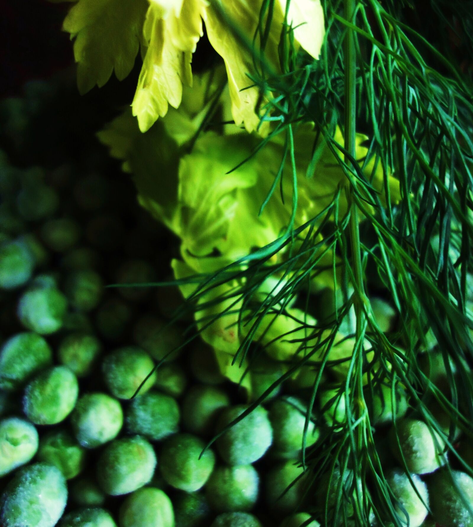 Sony Cyber-shot DSC-WX1 sample photo. Celery, dill, green, green photography