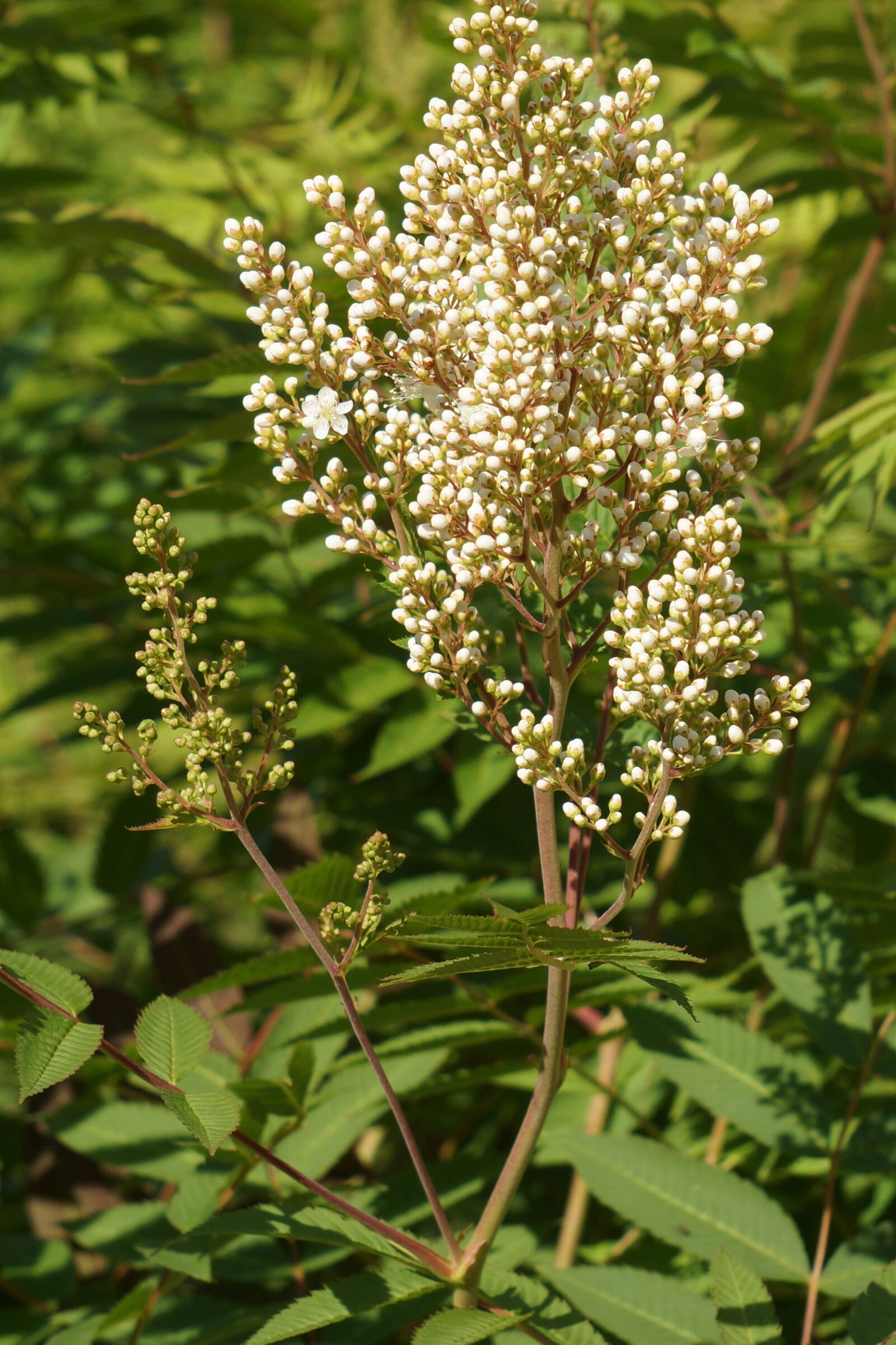 Sony Alpha NEX-7 sample photo. Refers rowan-angervo, sorbaria sorbifolia photography