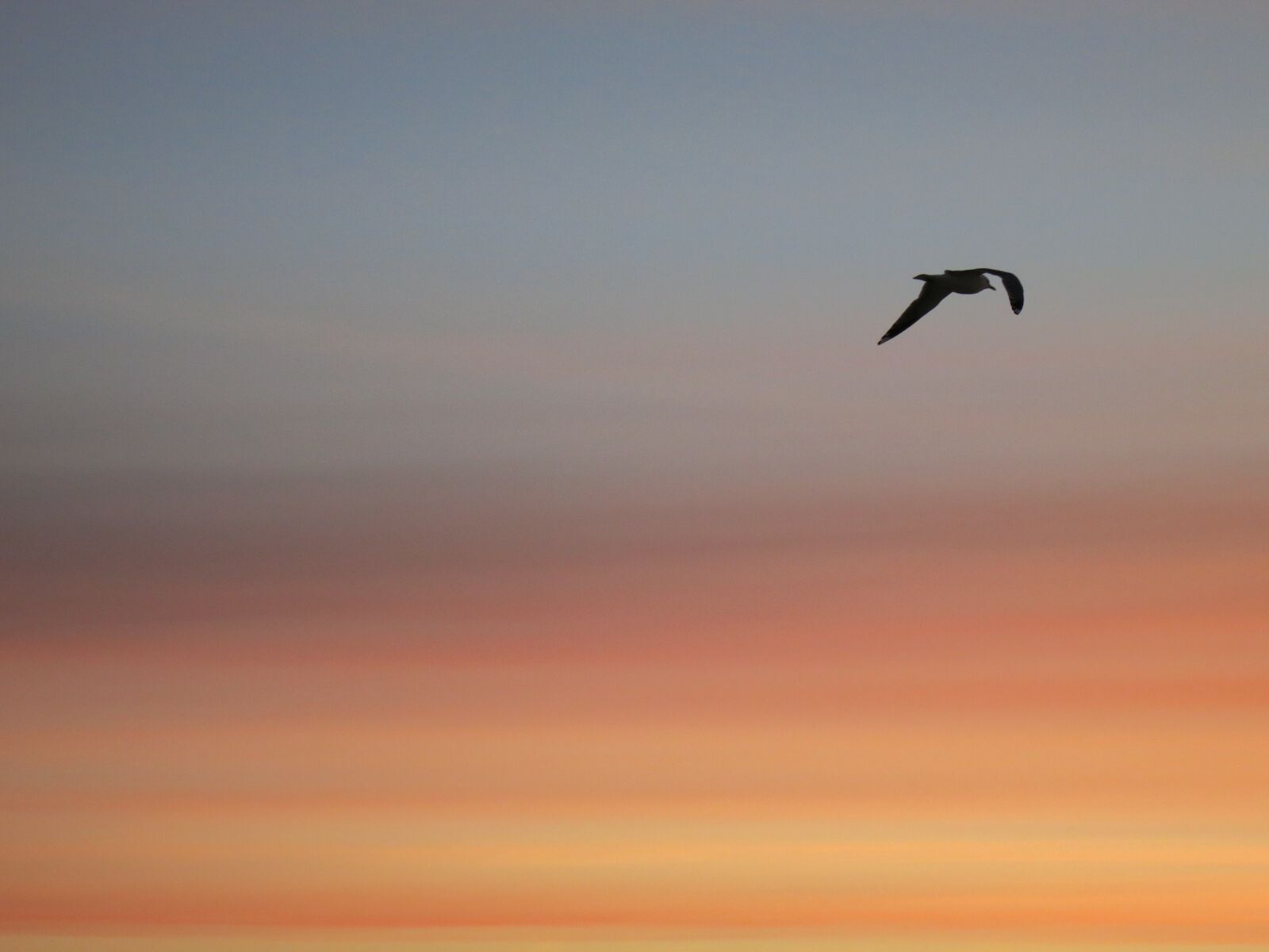 Canon PowerShot S110 sample photo. Sky, sunset, bird photography