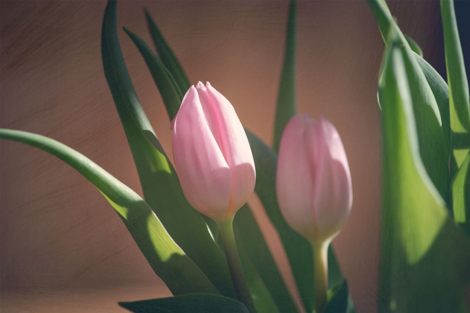 Nikon D750 sample photo. Tulips, pink, flowers photography