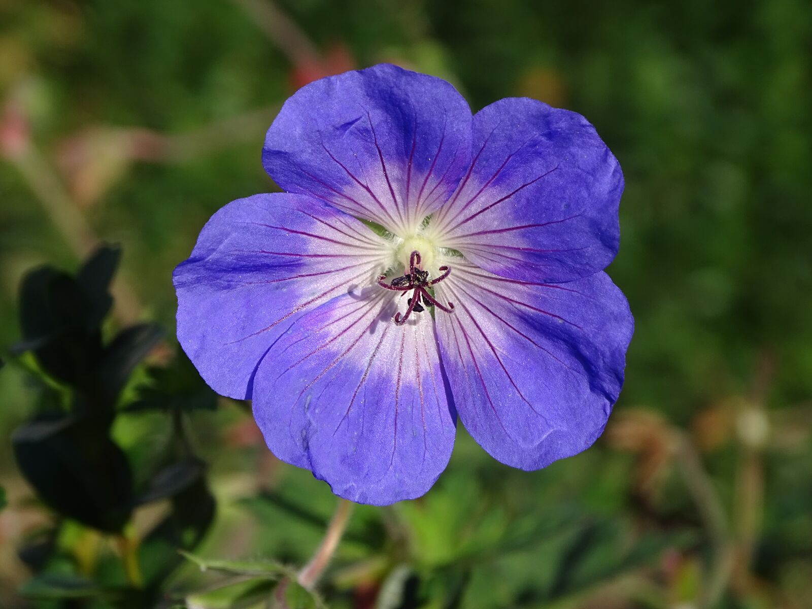 Sony Cyber-shot DSC-HX400V sample photo. Geranium hardy rozanne, flower photography