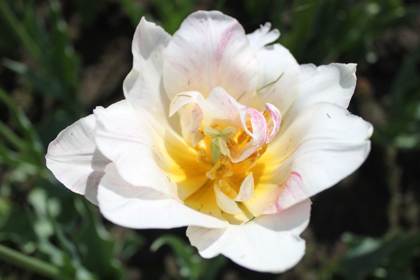 Canon EOS 500D (EOS Rebel T1i / EOS Kiss X3) sample photo. Flower, narcissus, spring photography