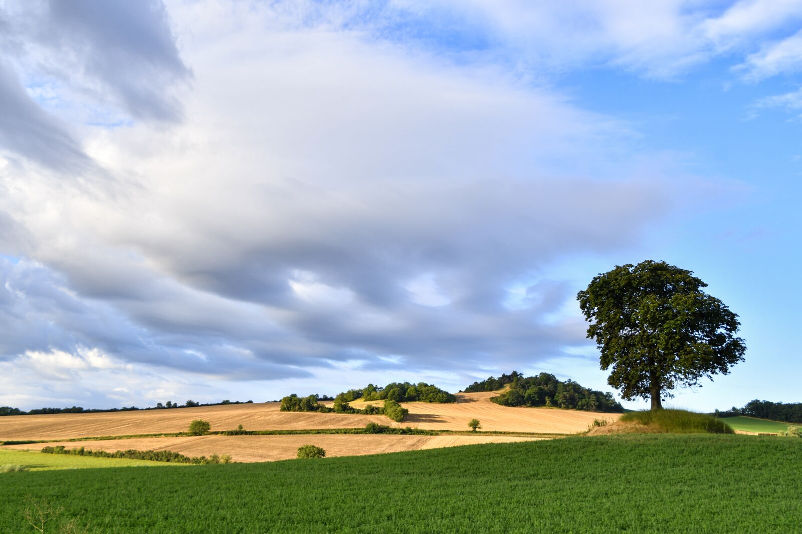 Nikon D500 sample photo. Field, trees, grass photography